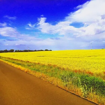 Starfish Comfortable Vieregge