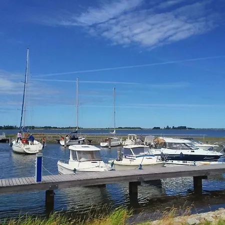 Starfish Comfortable *